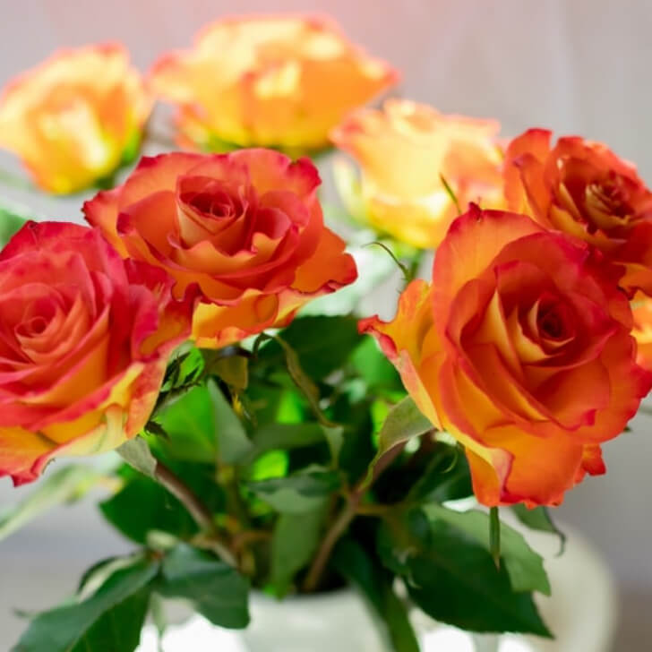 バラ部会イメージ画像