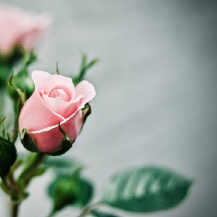 バラ部会イメージ画像